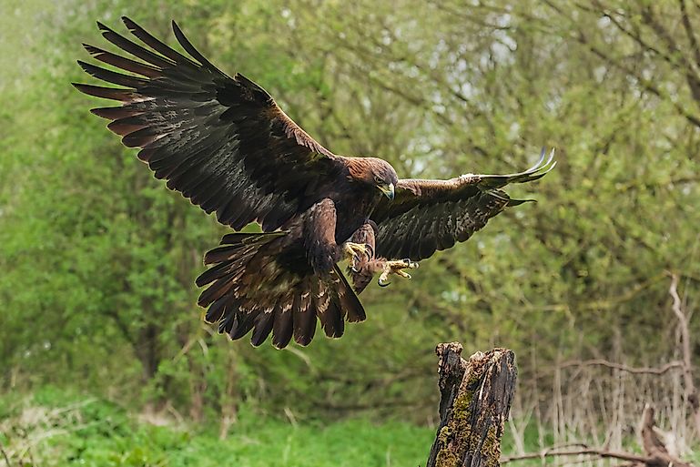 Golden Eagle Facts Animals Of North America Worldatlascom