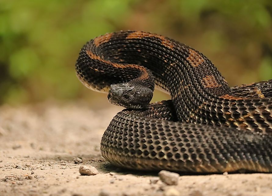 A stunning Timber Rattlesnake in its black phase, displaying dark, rich scales and a coiled, powerful body.