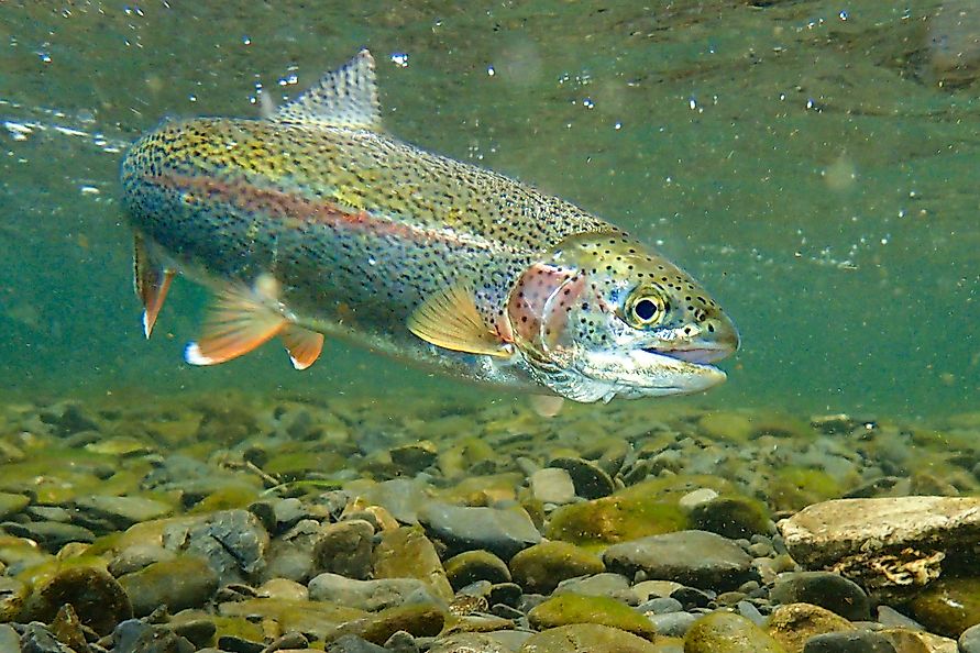 Underwater rainbow trout in the Russian River, Alaska