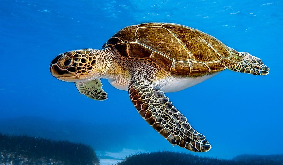 Green sea turtle - Chelonia mydas.