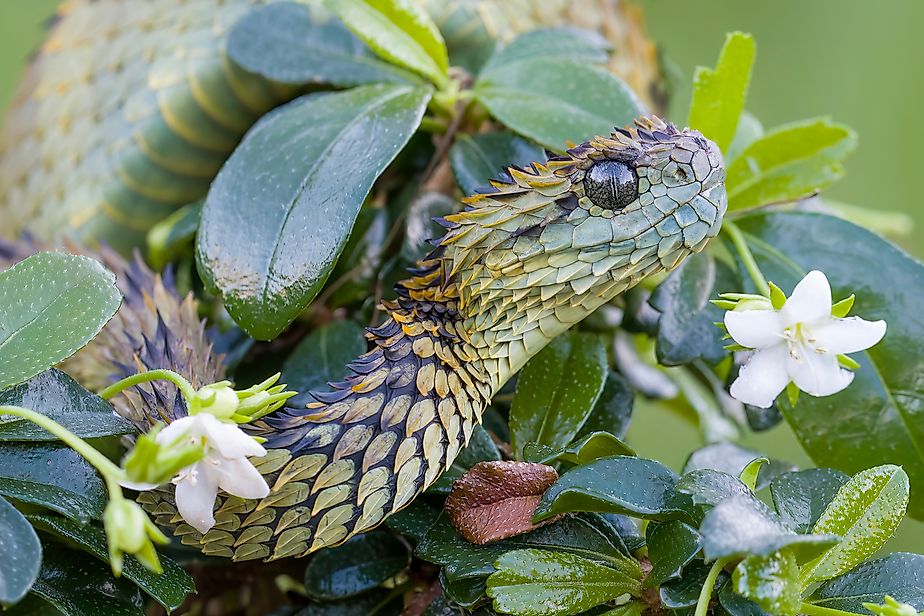 Spiny Bush Viper