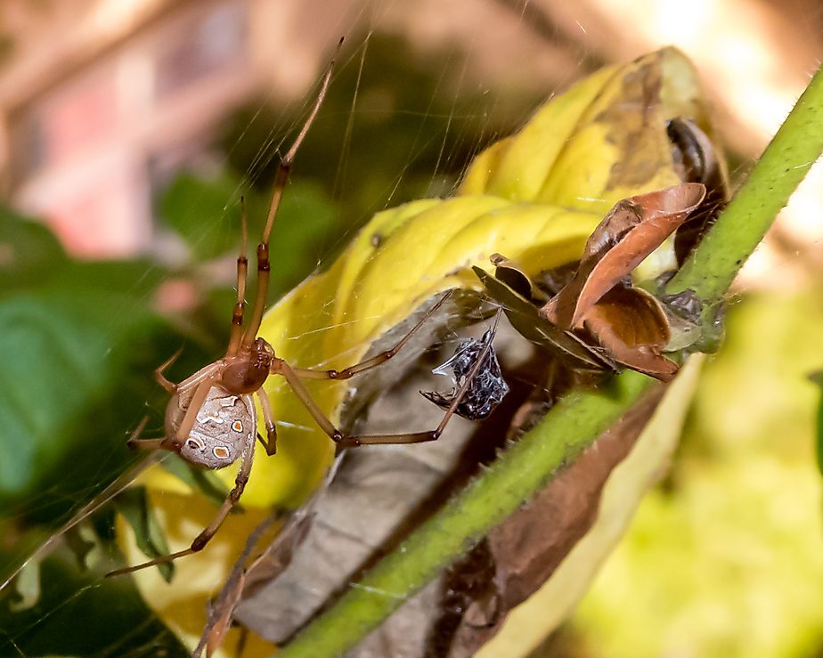 Brown Widow Spider on Web with a Meal