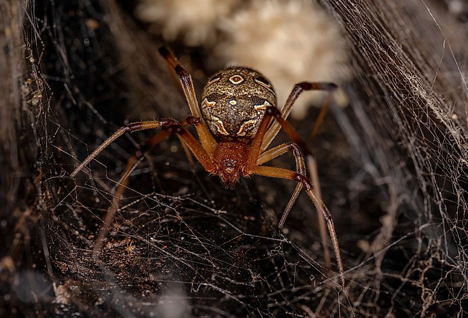 Female Adult Brown Widow Spider of the species Latrodectus geometricus.