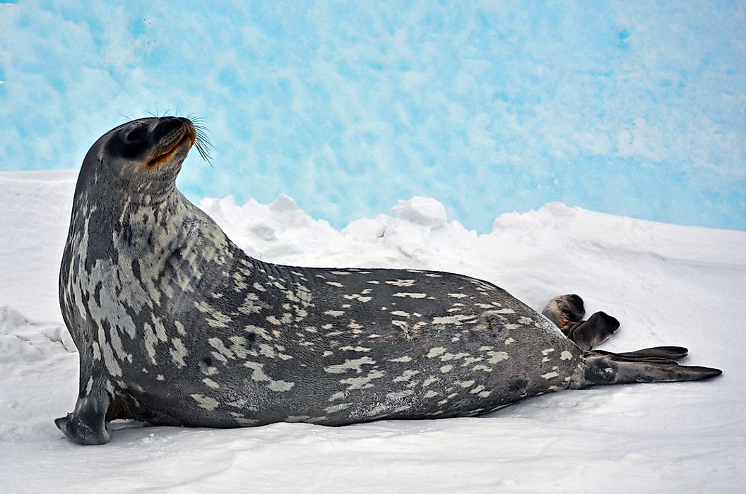 ringedSeal