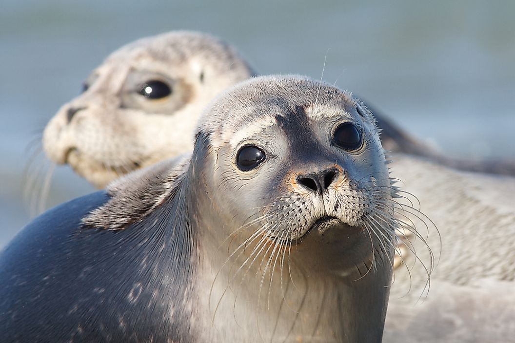 harborSeal