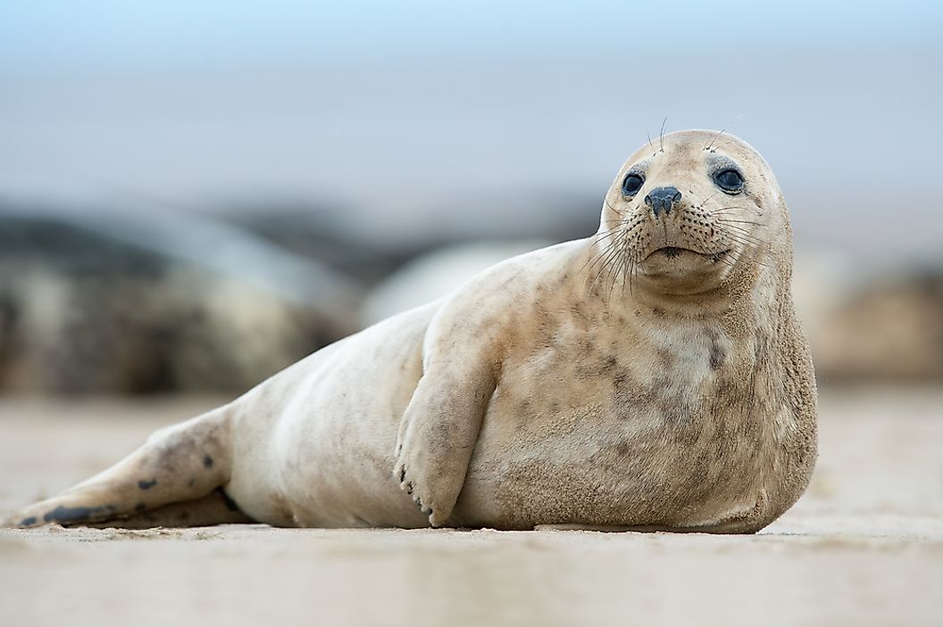 greySeal