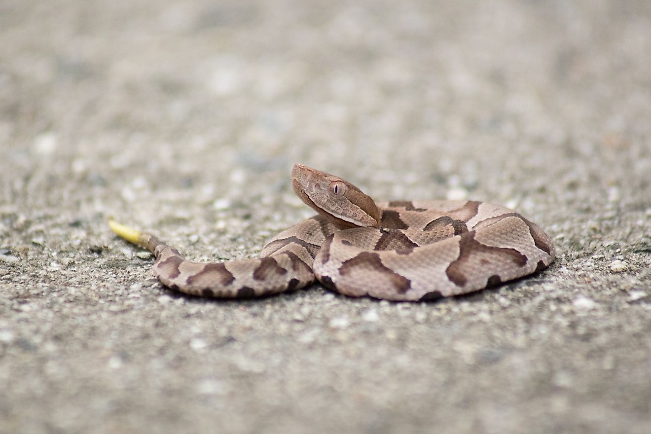 5 Of The Most Common Myths About Rattlesnakes - WorldAtlas