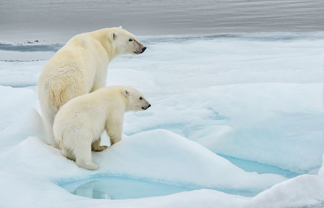 Where Polar Bears Live World Map