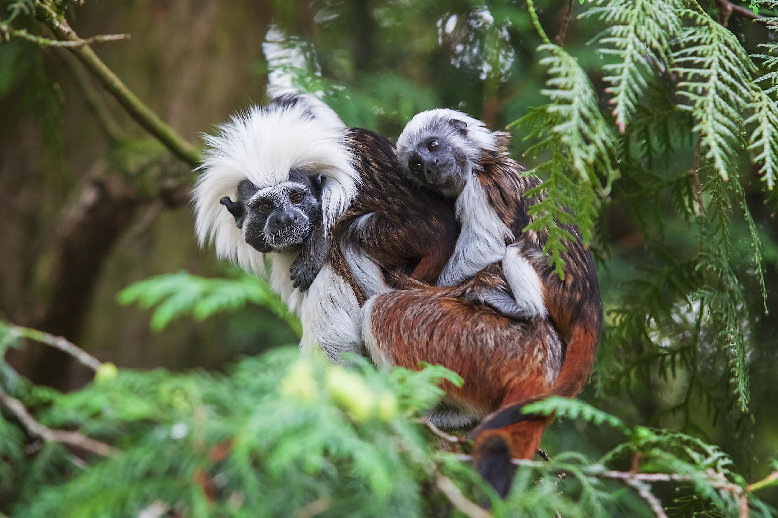 The 10 Most Biodiverse Countries In The World WorldAtlas