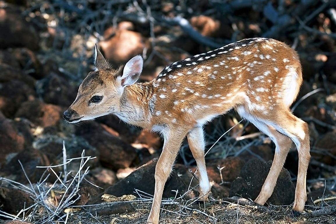 What Animals Live In Hawaii? - WorldAtlas