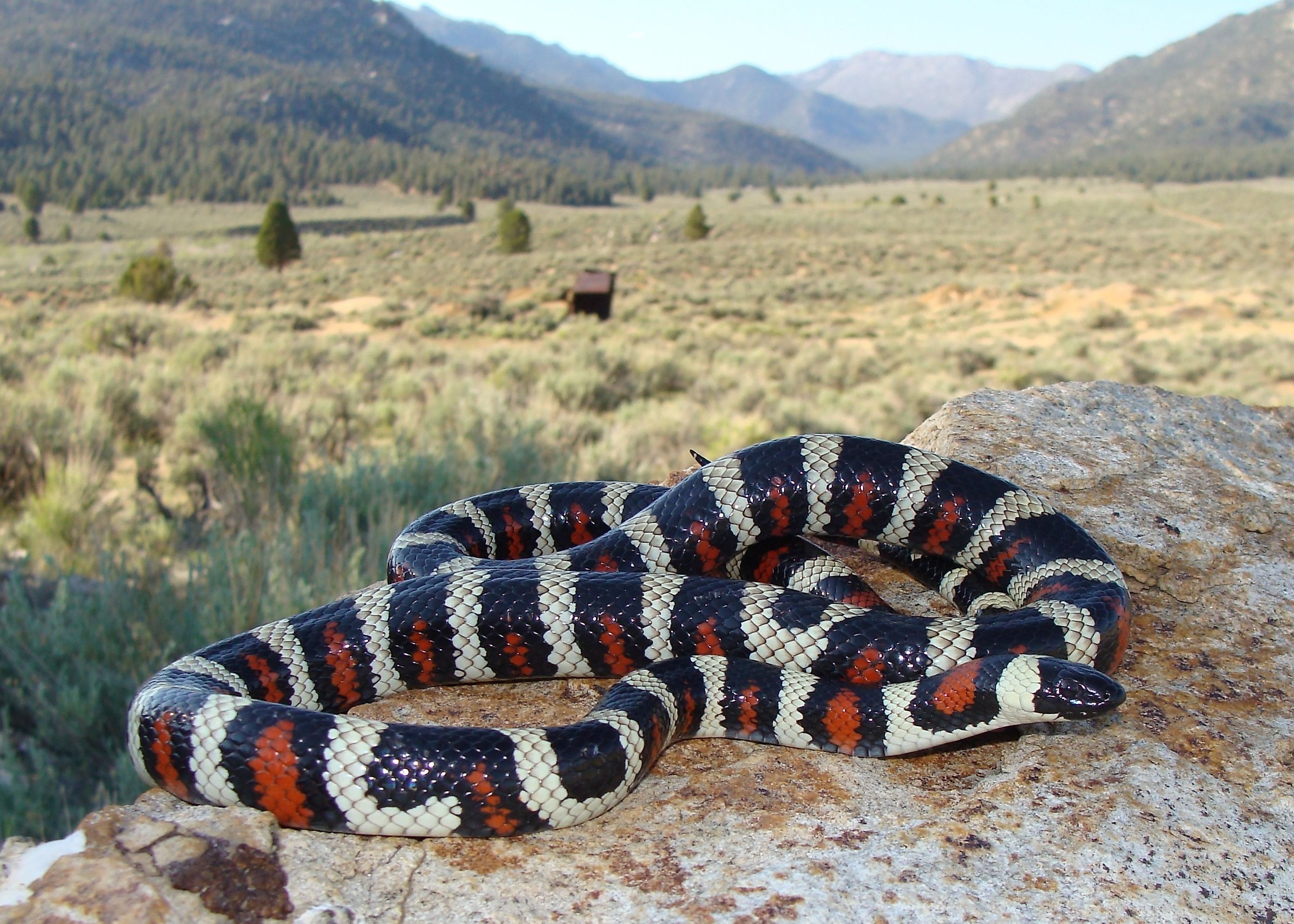 California (Sierra) Mountain Kingsnake, Lampropeltis zonata multicincta