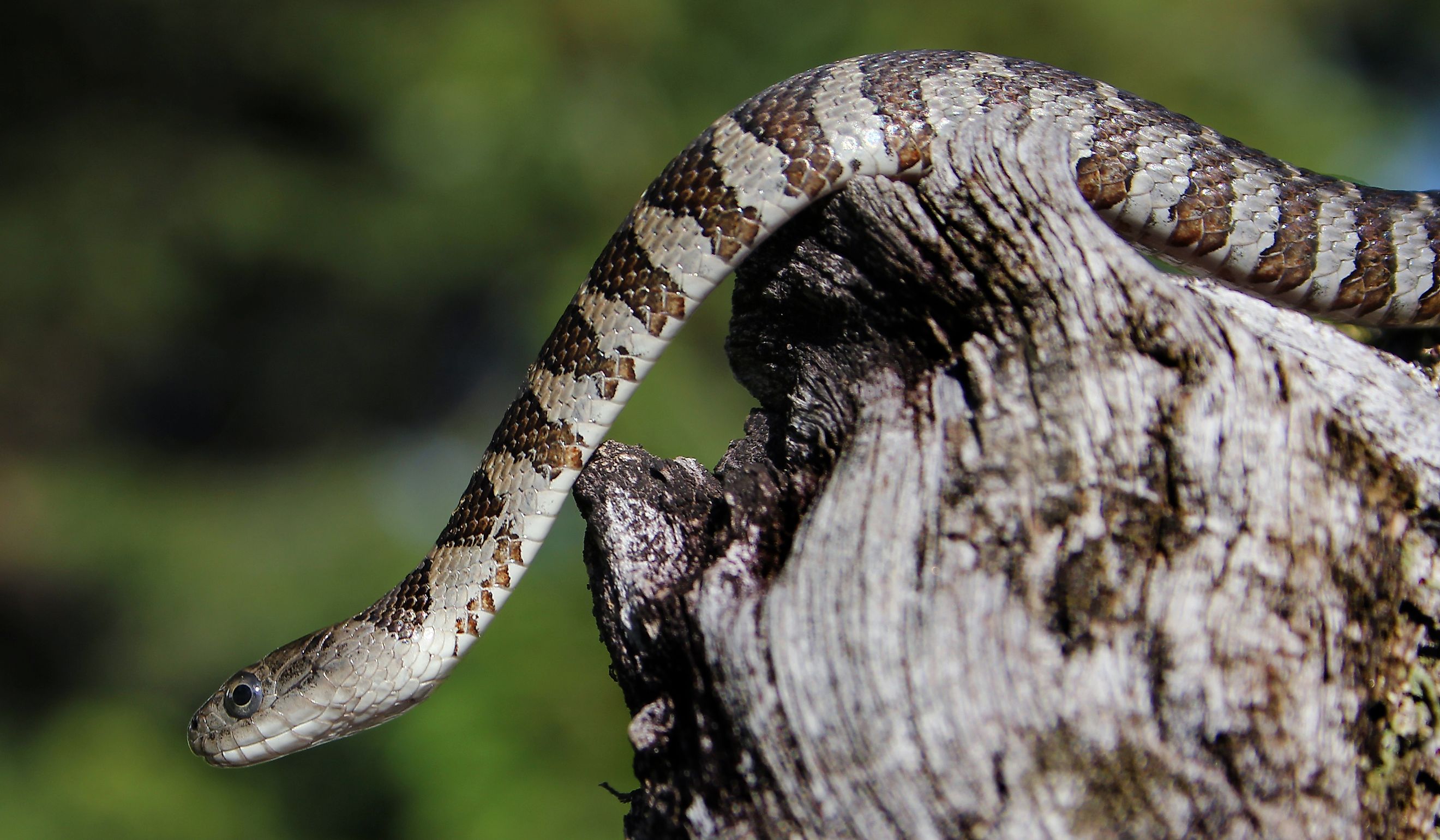 Northern water snake.