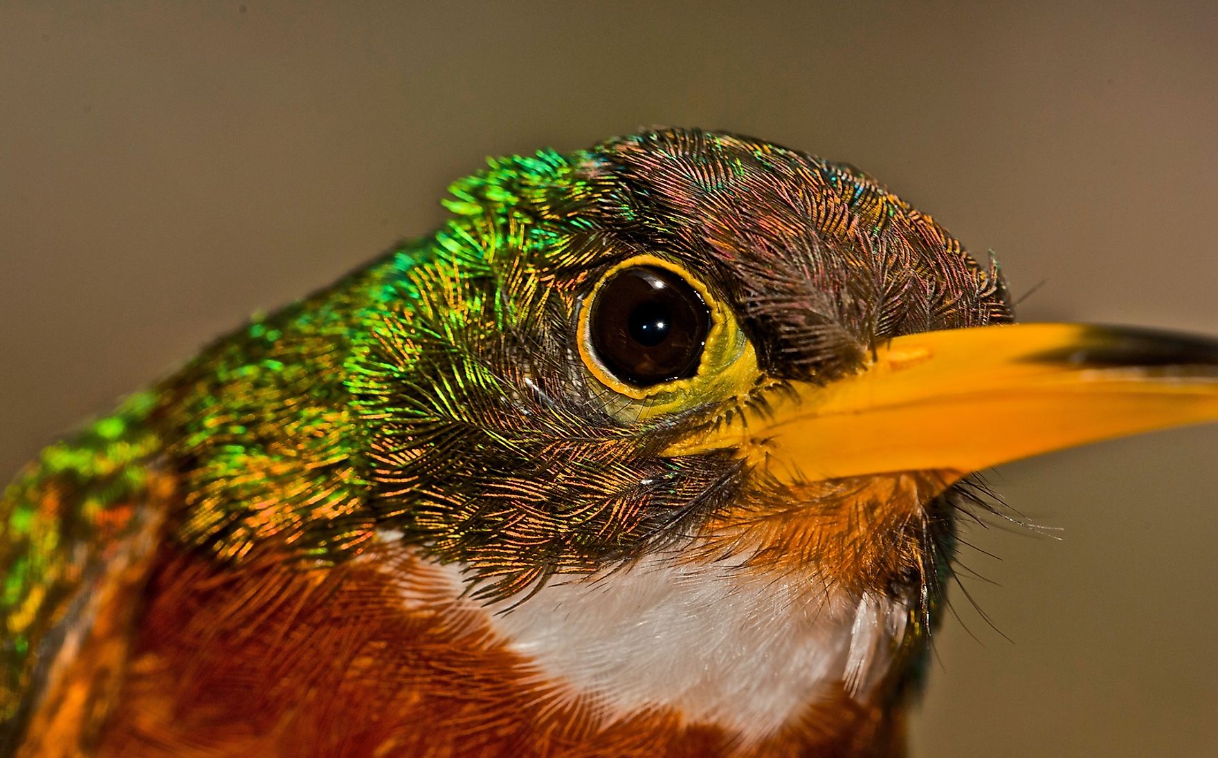 LA FAUNA MUNDIAL Y SUS ESPECIES ENDEMICAS FAUNA ECUATORIANA