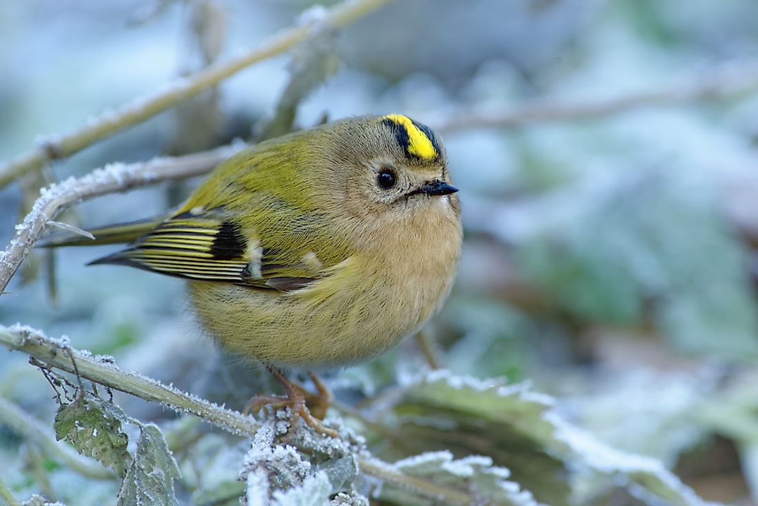 Irish Birds In Winter