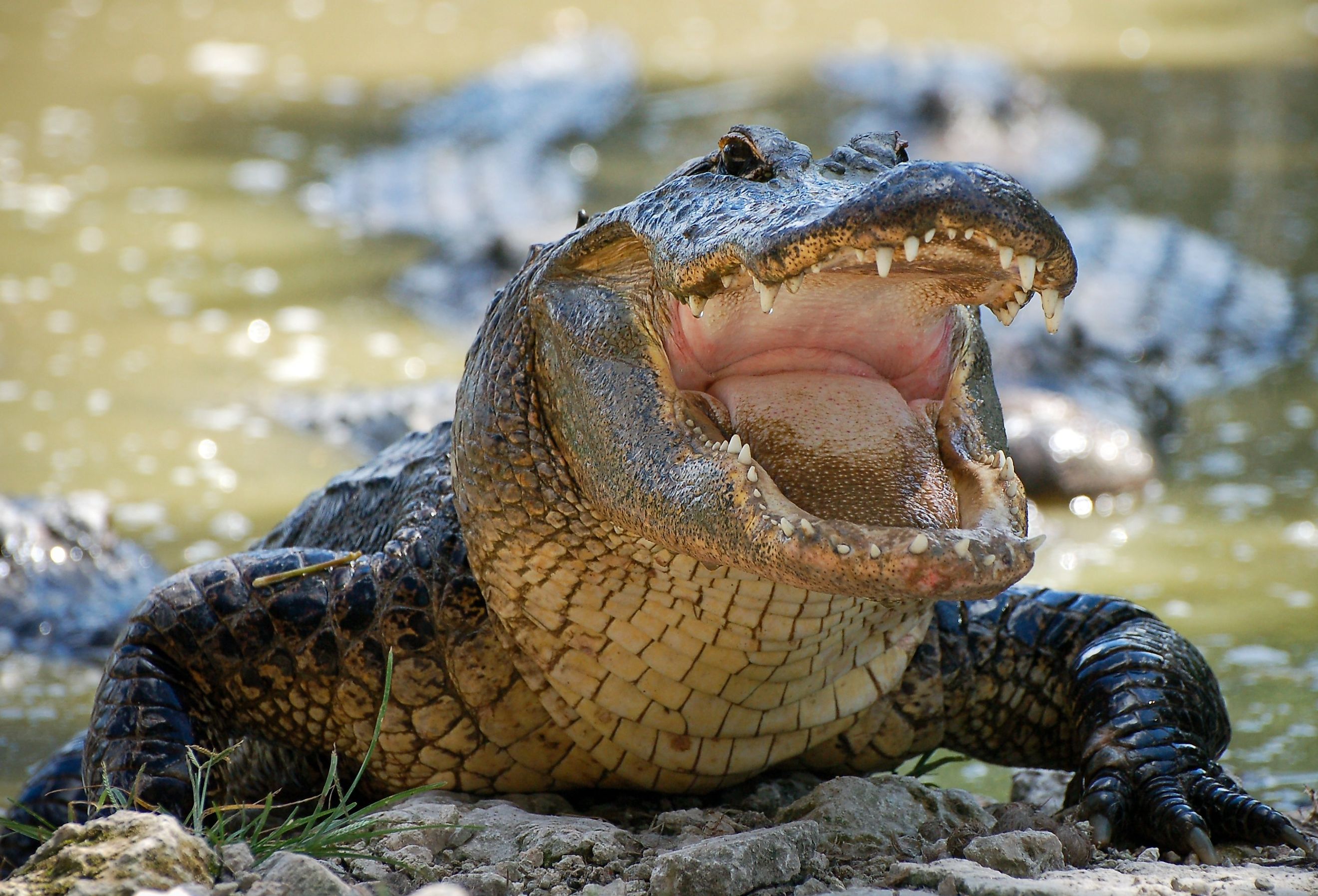 Close up of an American Alligator.