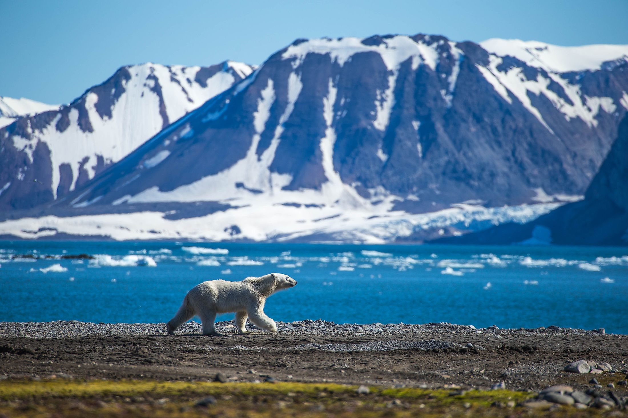 where-do-polar-bears-live-worldatlas