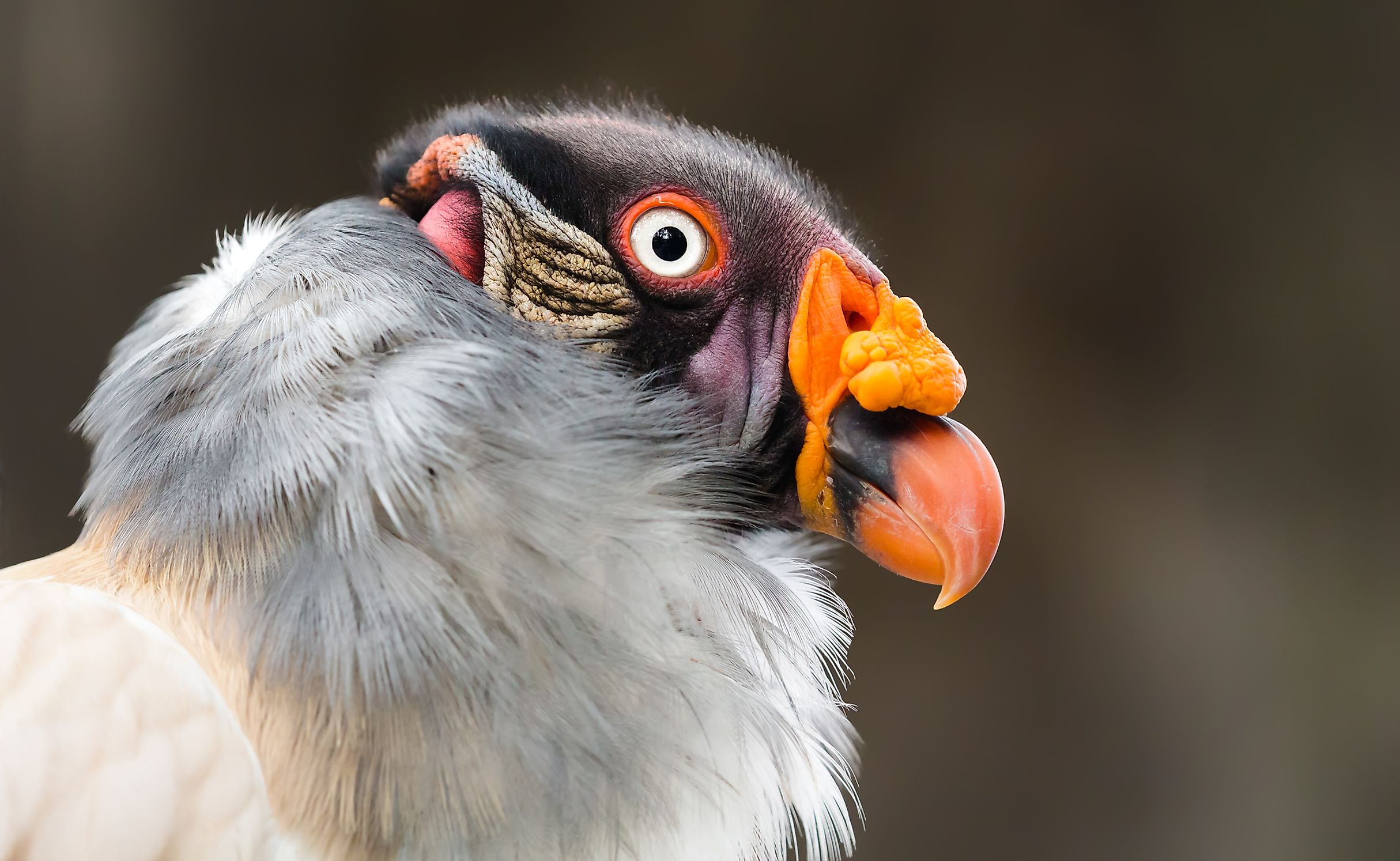 The Seven Species Of New World Vultures - WorldAtlas