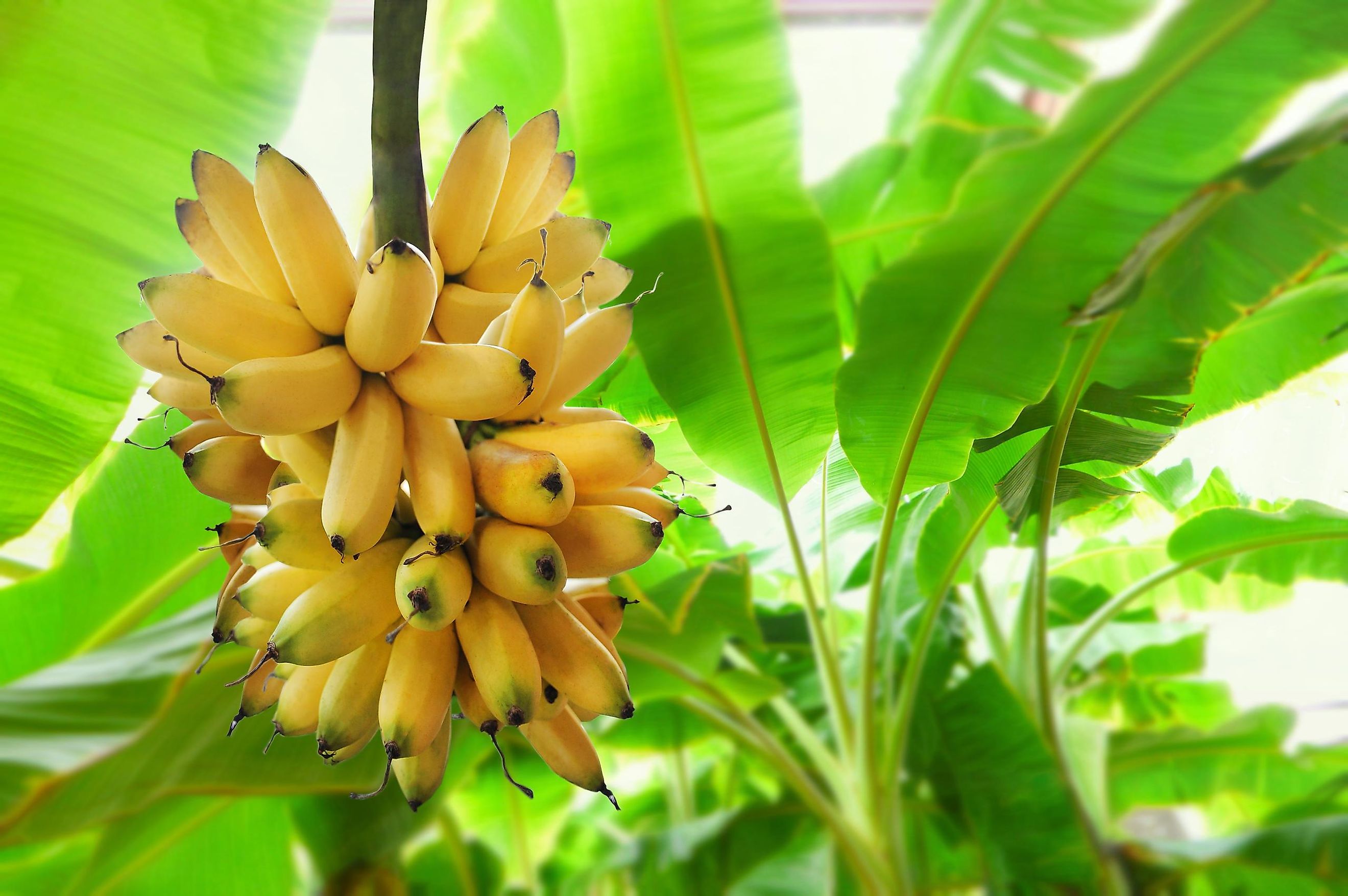 Most Popular Fruits In The World WorldAtlas