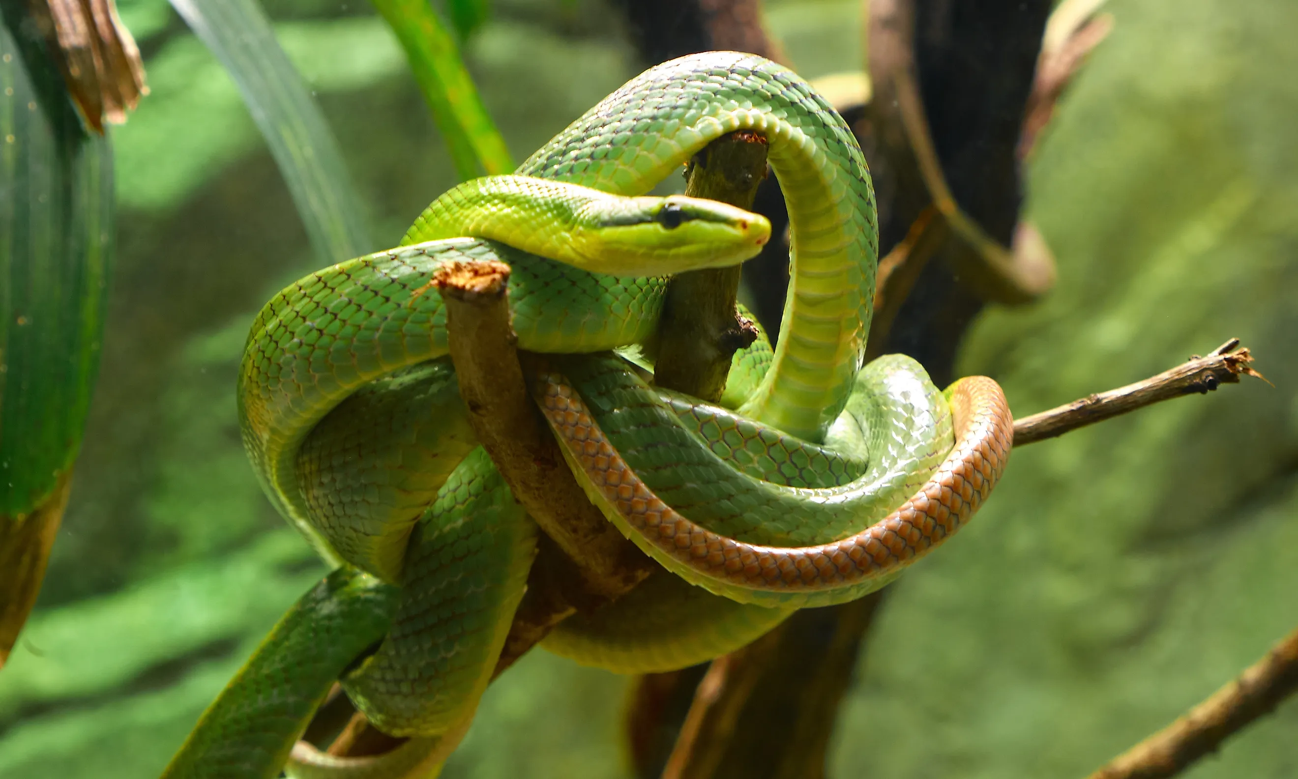 The smooth green snake (Opheodrys vernalis) is a species of North American nonvenomous snake in the family Colubridae.