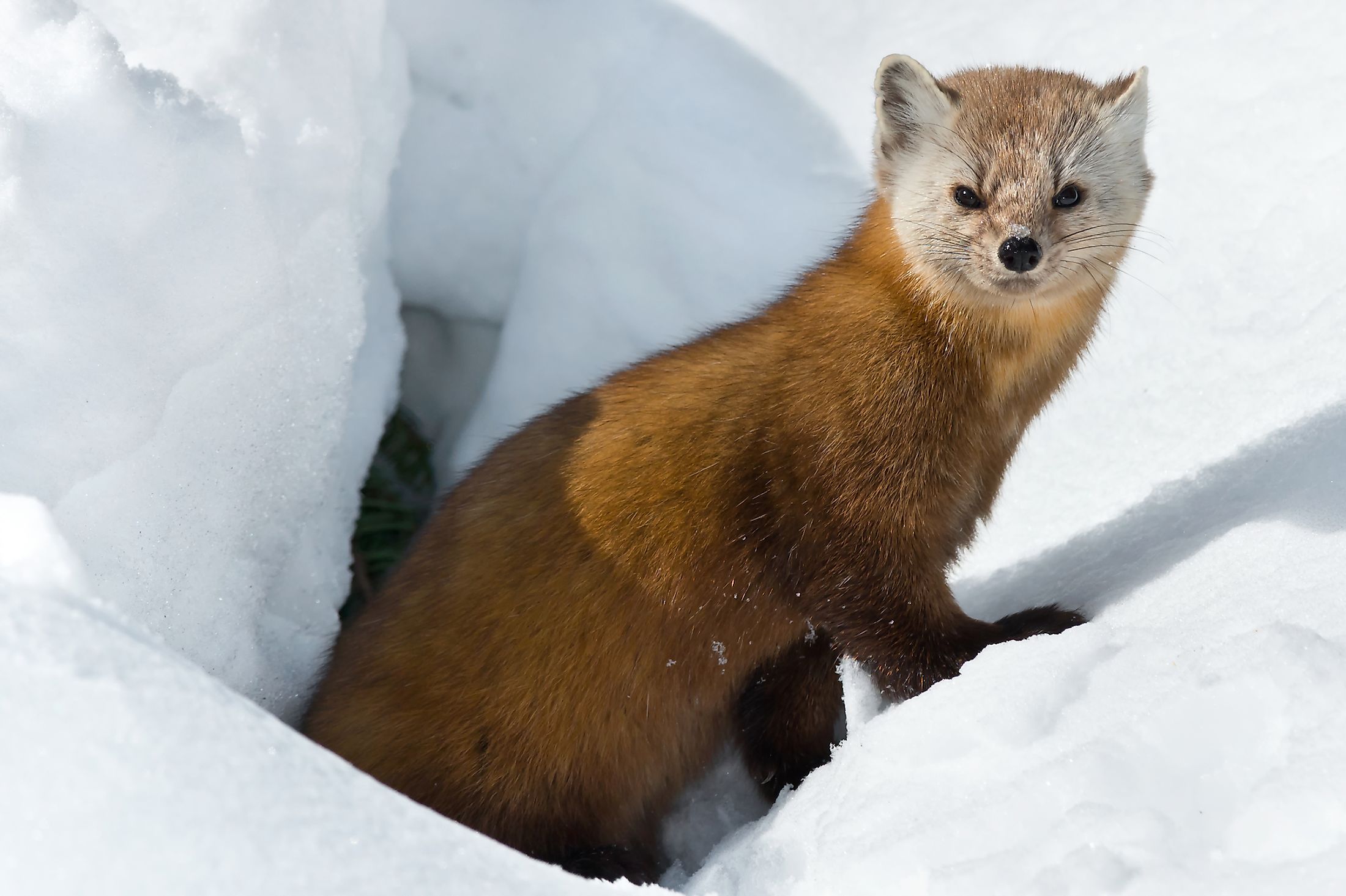 What Animals Live In The Boreal Forest Biome