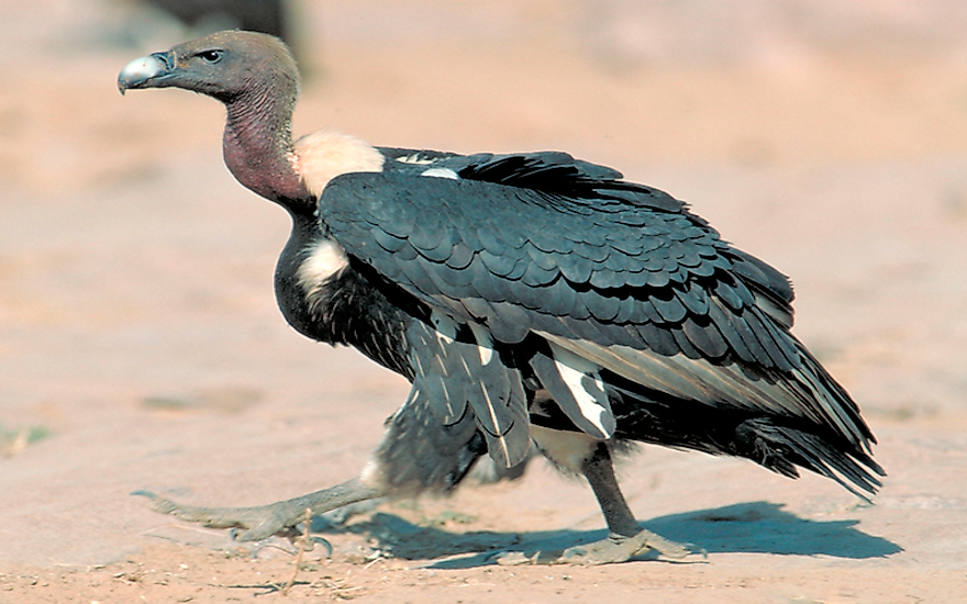 The Sixteen Species Of Old World Vultures Living Today Worldatlas 