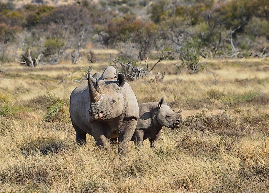 The Eight Biodiversity Hotspots Of Africa - WorldAtlas