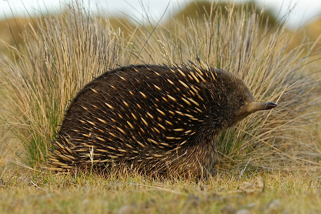 16 Animals That Live in Australia WorldAtlas