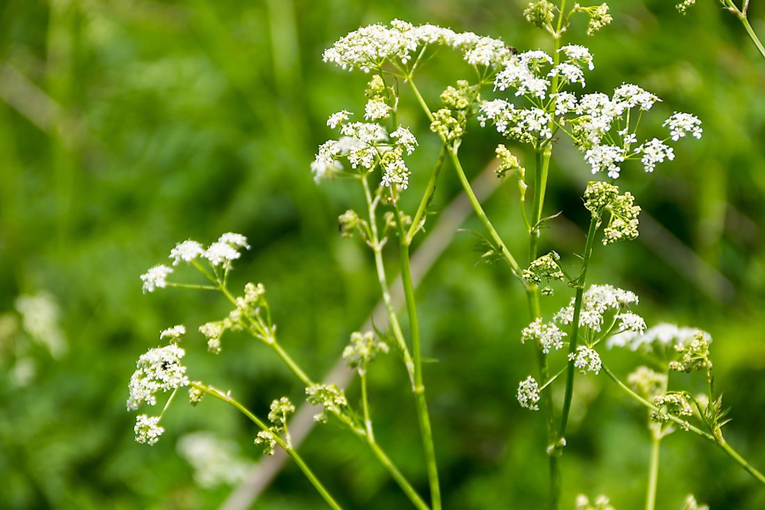 10 Poisonous Plants Found in the United States - WorldAtlas