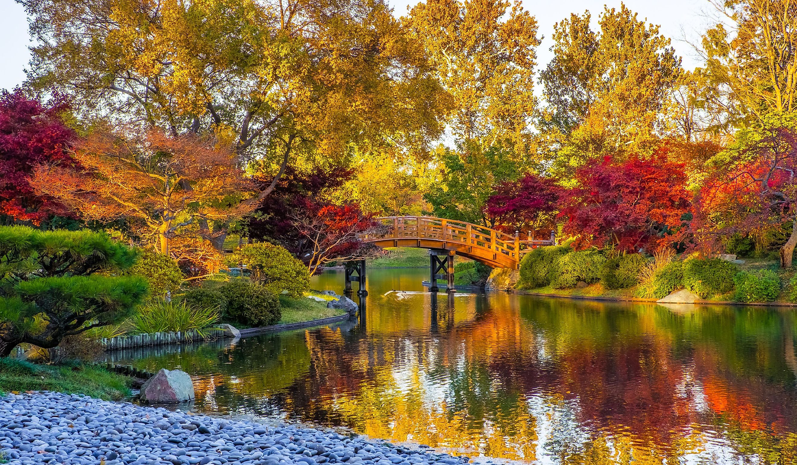 Sunset view of beautiful Japanese garden in Midwestern botanical garden in fall; traditional Japanese bridge in the background.