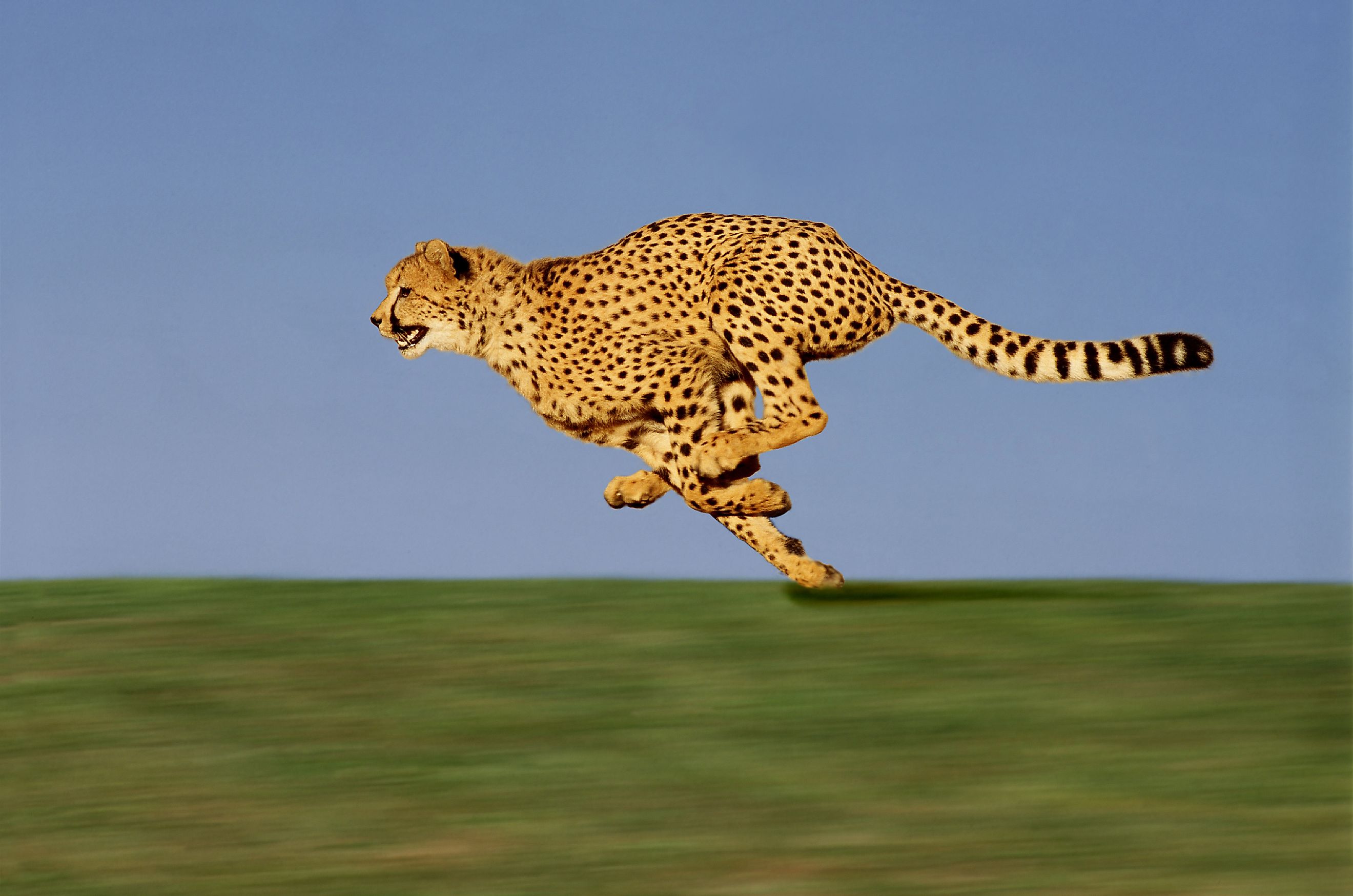 Side view of an adult cheetah running, showcasing the flex in its spine that promotes agility.