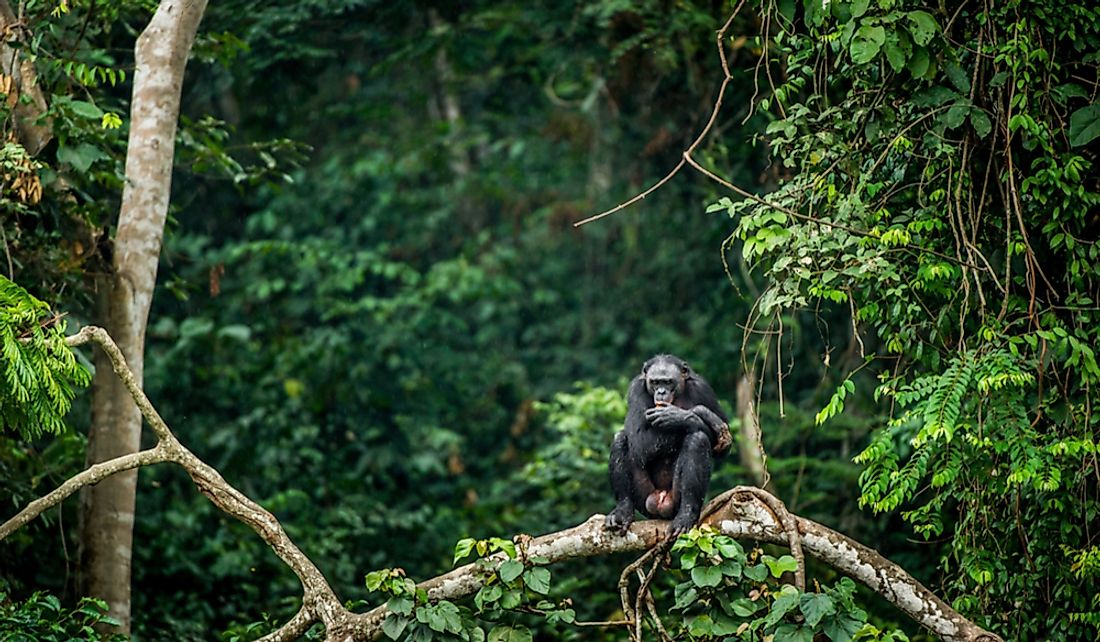 How Much Animals Are In The Congo Rainforest