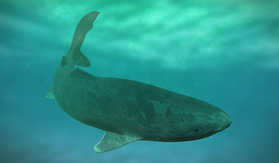 What Are The Biggest Threats To The Greenland Shark Worldatlas