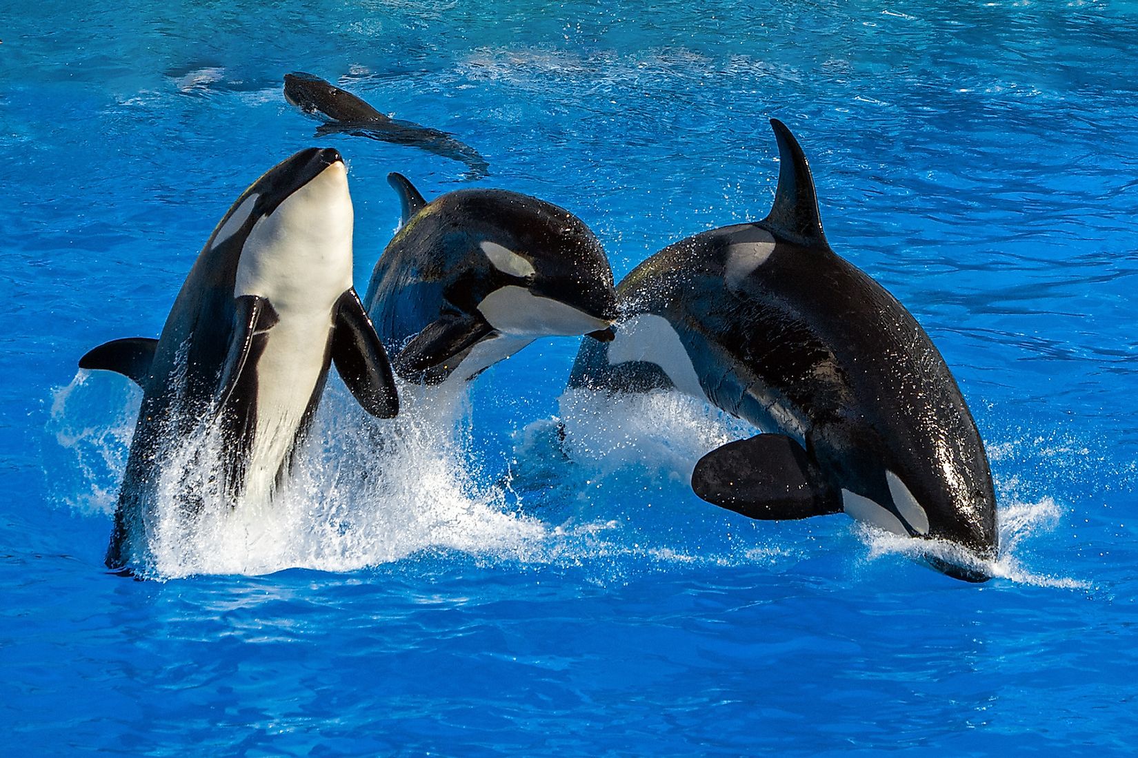 Astounding Facts About Killer Whales You Would Love To Know WorldAtlas