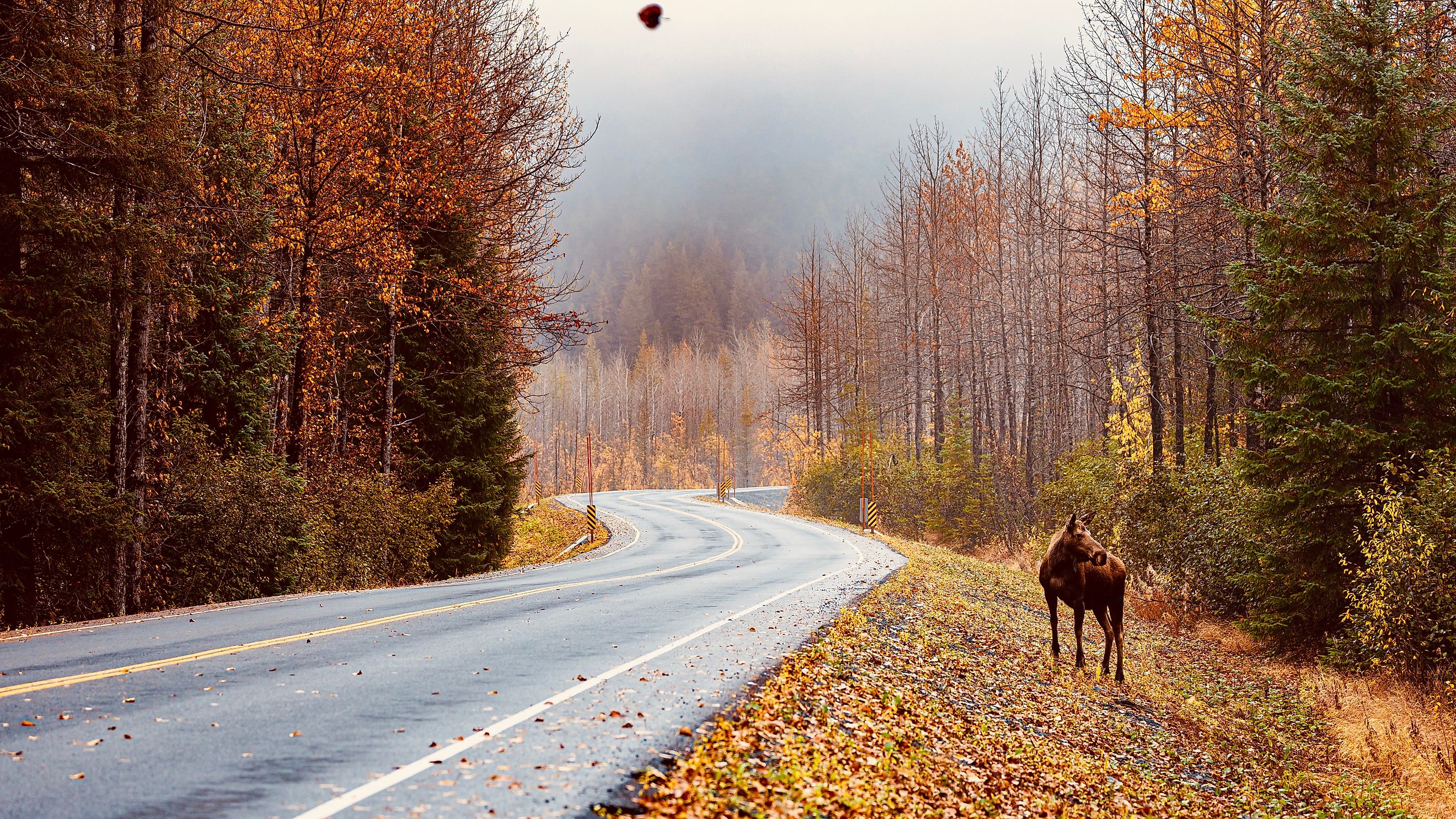 View of a road during autumn in Kenai Fjords National Park in Alaska.