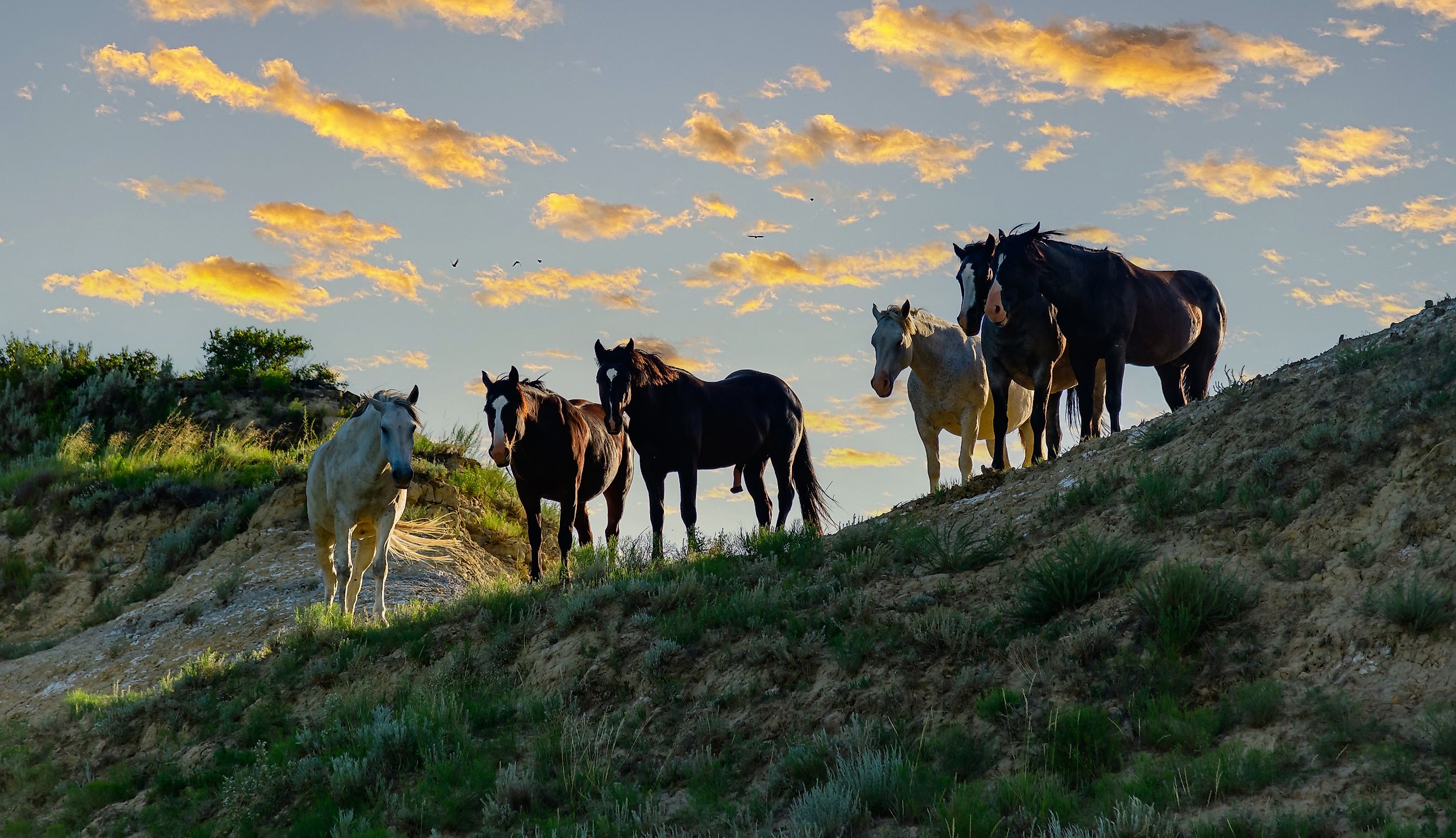 Wild mustangs in Theodore Roosevelt National Park near Belfield, North Dakota