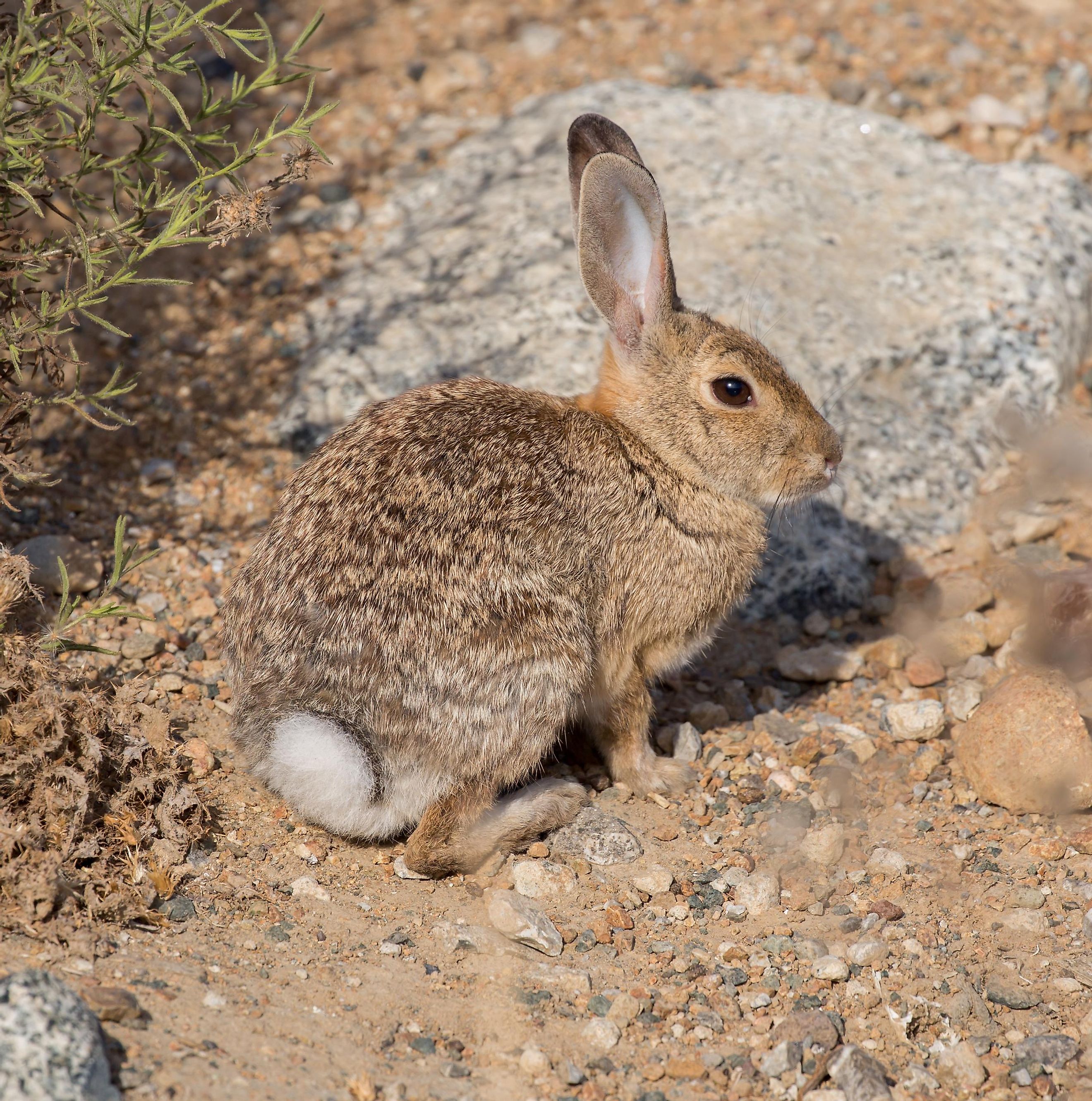 Desert Cottontail Facts: Animals of North America - WorldAtlas