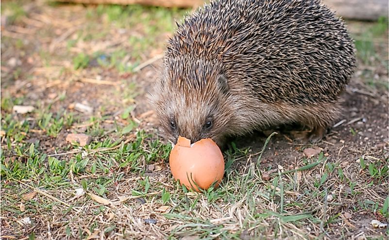 10 Animals That Are Omnivores - WorldAtlas