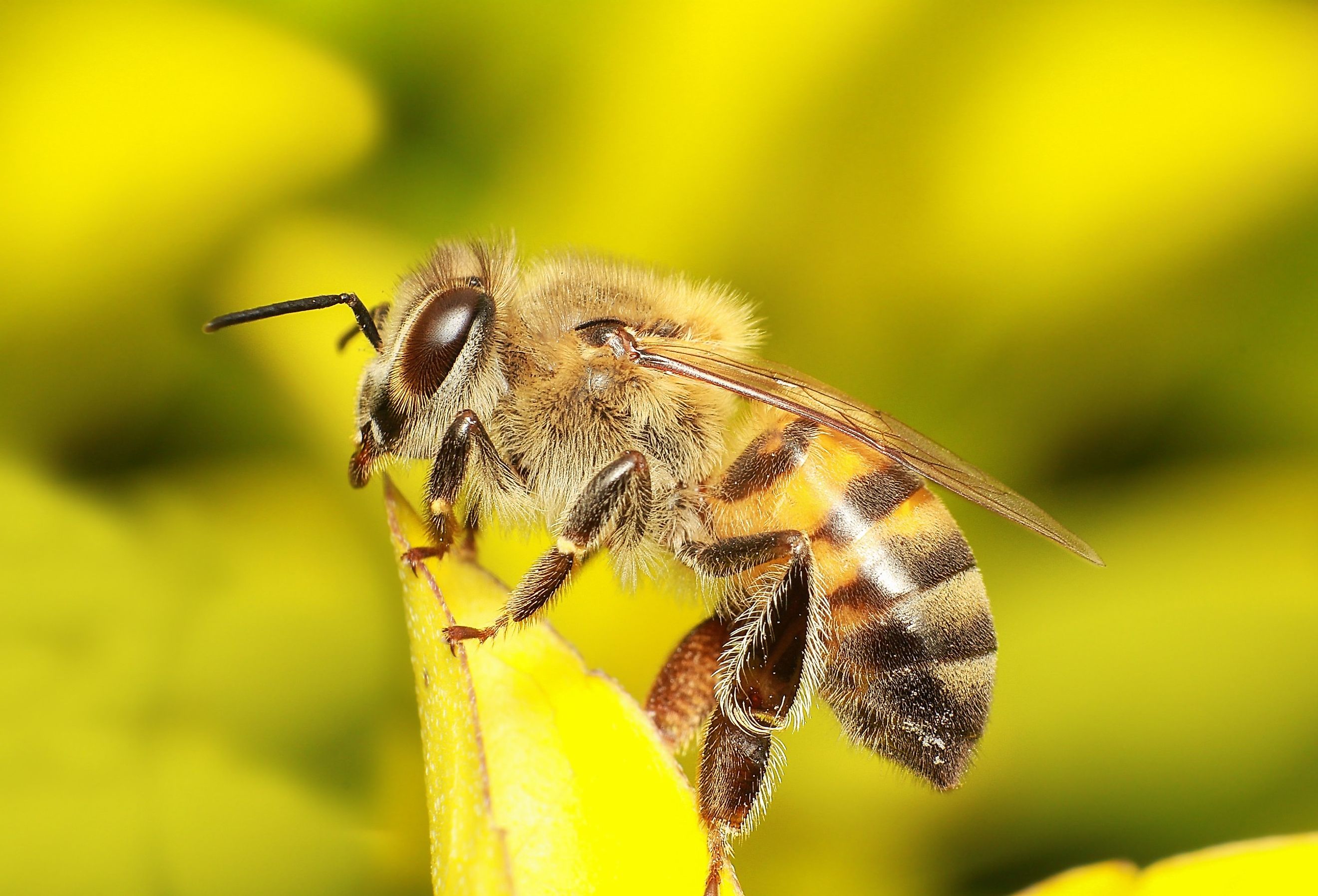 Africanized bee perched on a leaf.