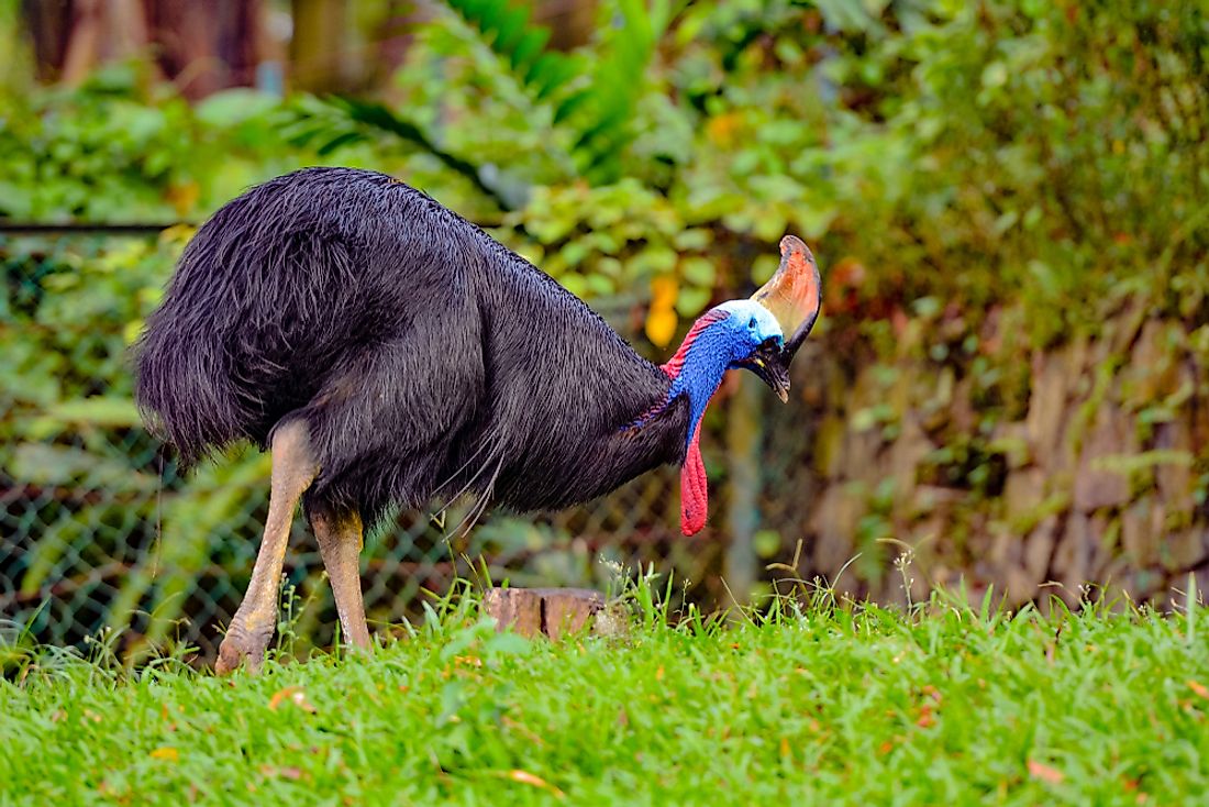 16 Animals That Live In Australia - WorldAtlas