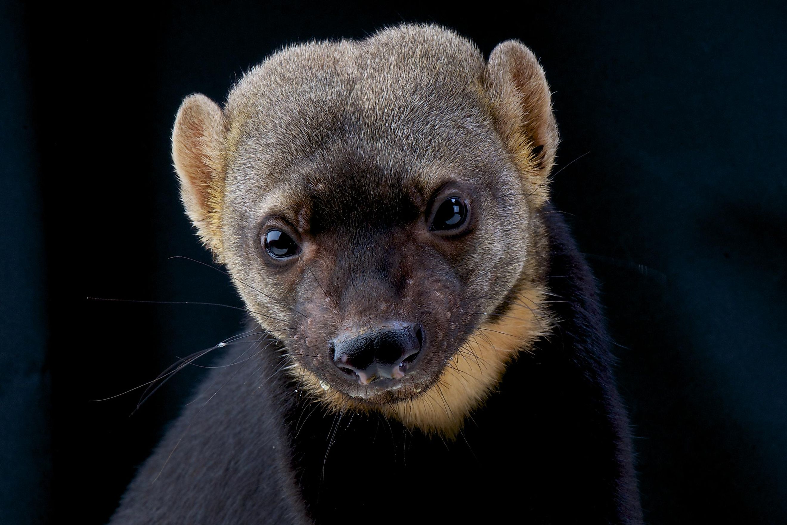 American Badger Facts: Animals of North America - WorldAtlas