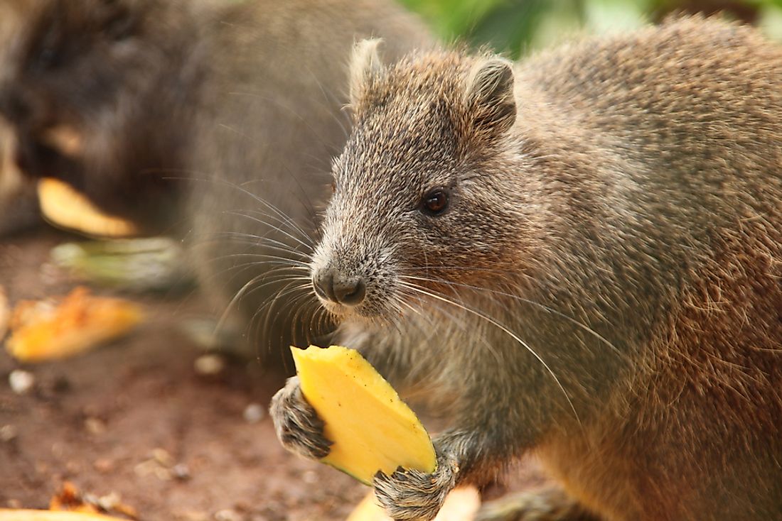 largest-rodents-in-the-world-worldatlas