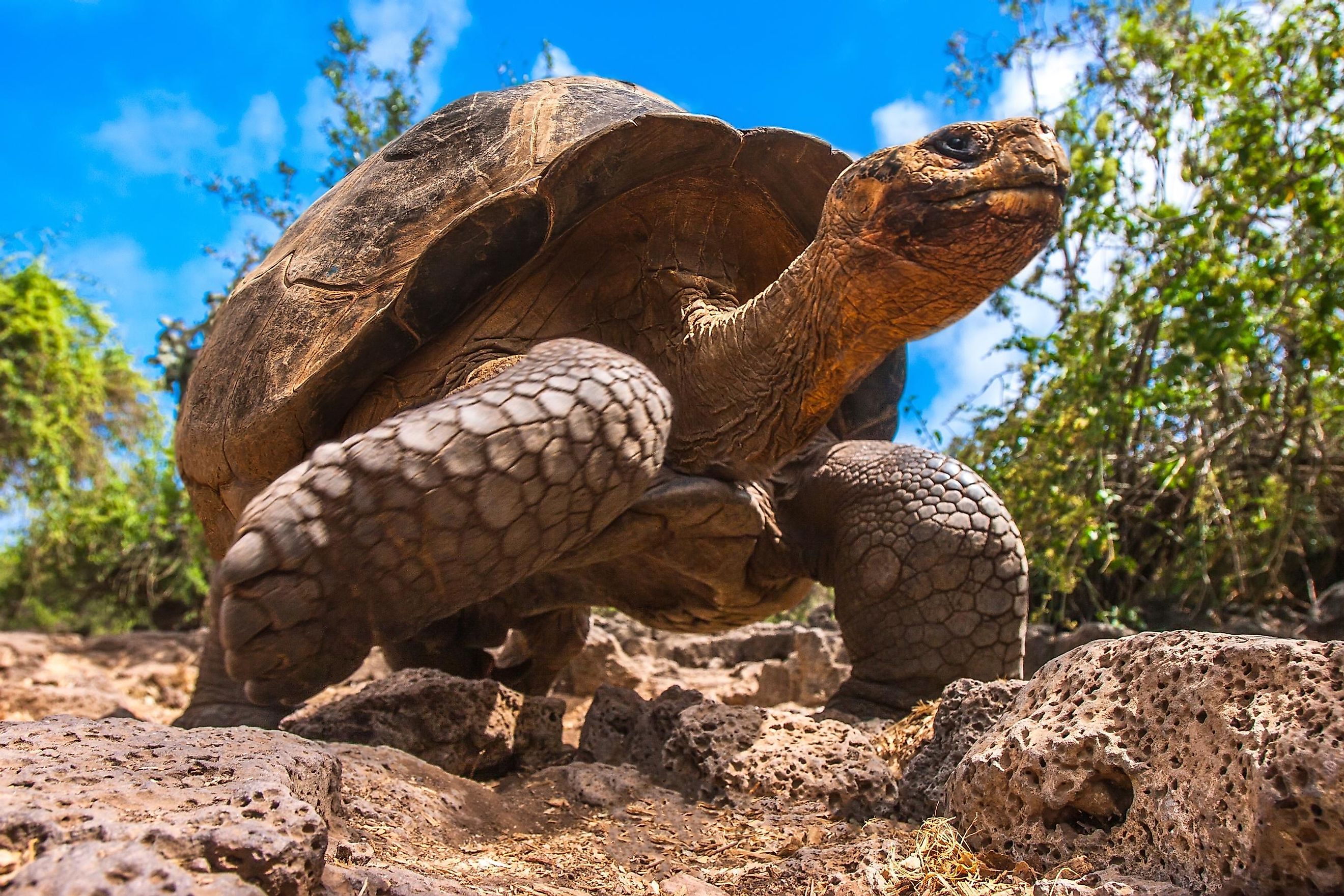 The Slowest Animals In The World WorldAtlas