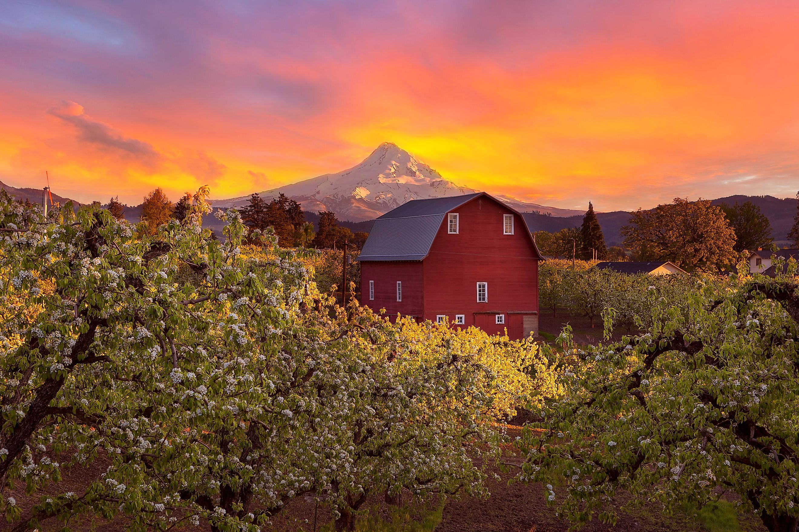 A stunning sunset bathes Mount Hood and a red barn in warm, golden light in Hood River, Oregon