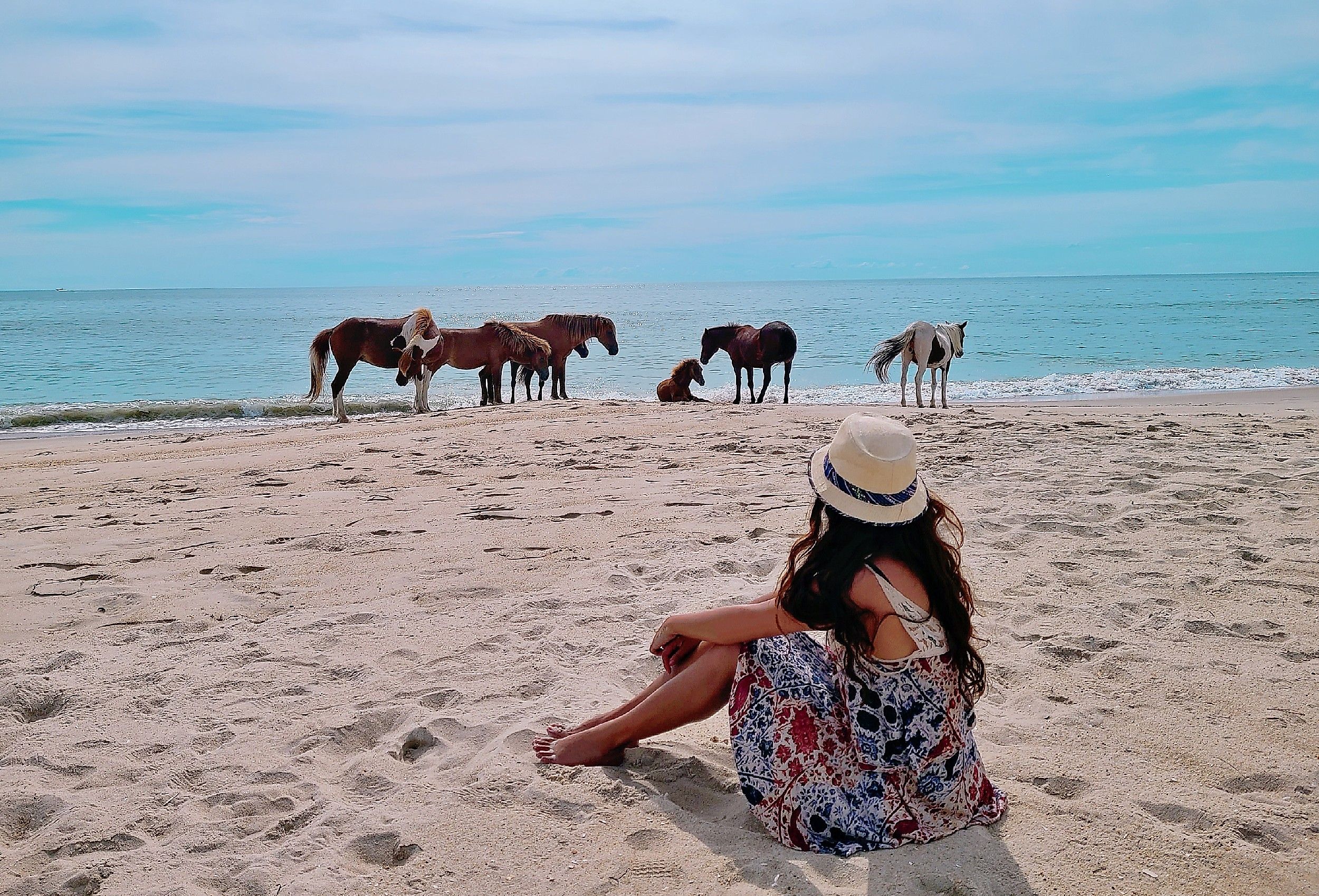 Wild horses of Assateague Island National Seashore, near Berlin, Maryland.