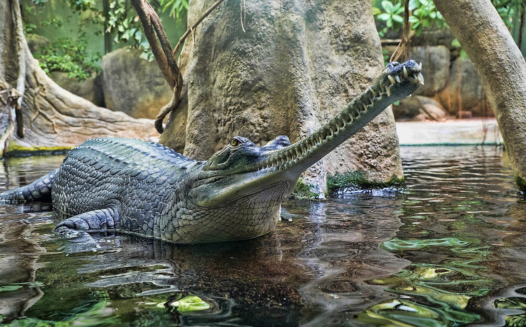 the-largest-reptiles-in-the-world-worldatlas