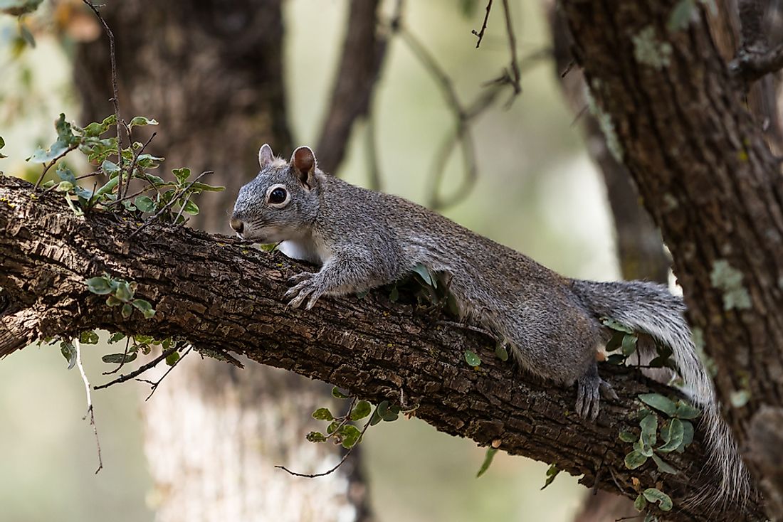 5 Types of North American Squirrels - WorldAtlas