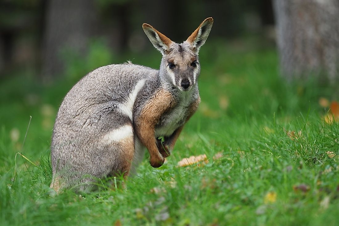 16-animals-that-live-in-australia-worldatlas