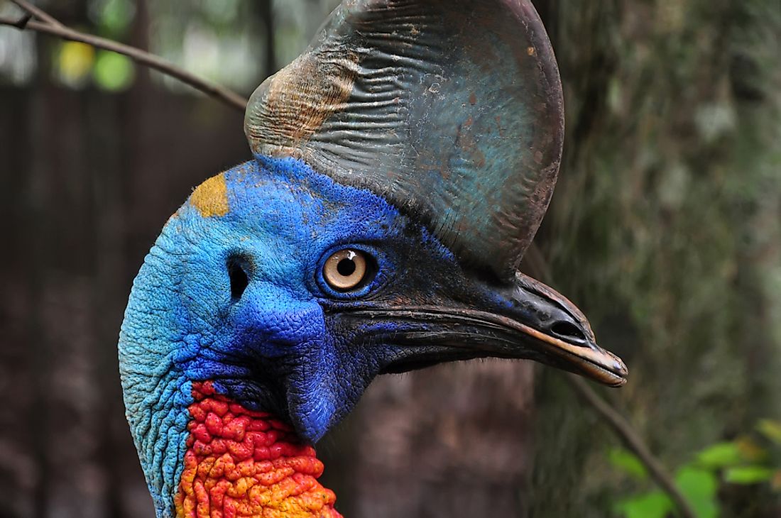 The World S Most Dangerous Bird The Cassowary WorldAtlas   Shutterstock 515239042 