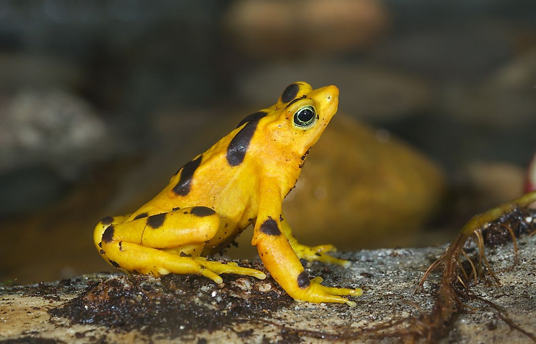 The World's Most Stunningly Yellow Animals - WorldAtlas