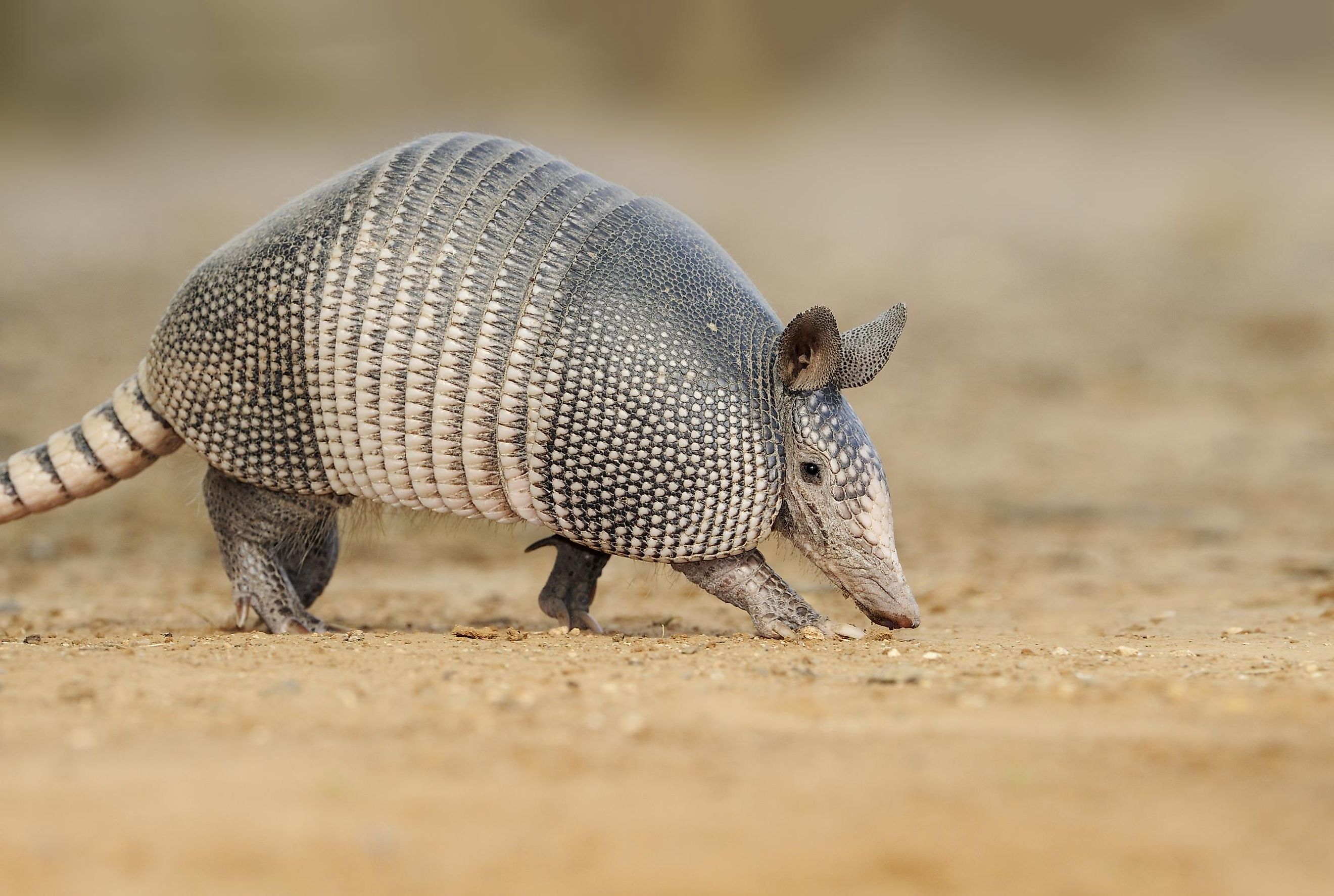 9 animais silvestres mais famosos do Brasil Mundo Inverso